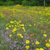 Wildflowers on Frantz Rd 