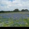 Wildflowers on Frantz Rd 